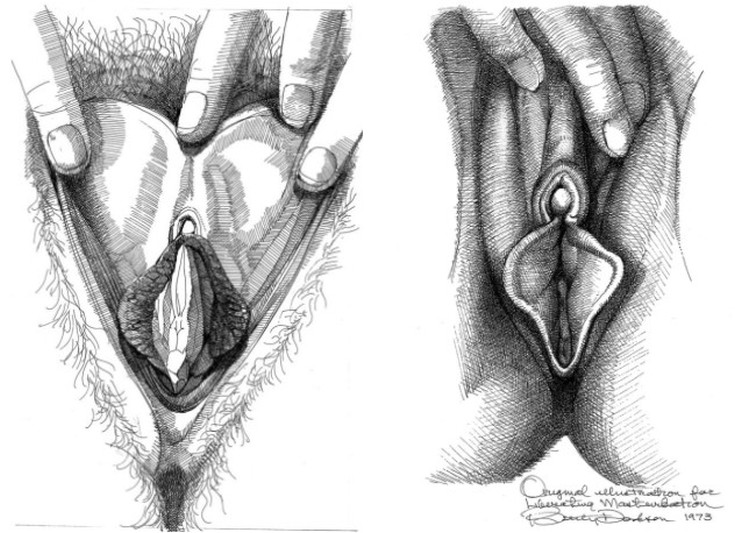 (+10 фото) Сиповка, королек, мутовка: отличия женских половых органов