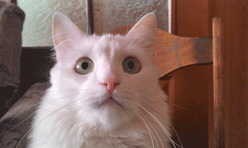 GIF Cat Animated угарные гиф приколы про котиков 2016