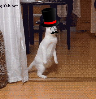 GIF Cat Animated угарные гиф приколы про котиков 2016