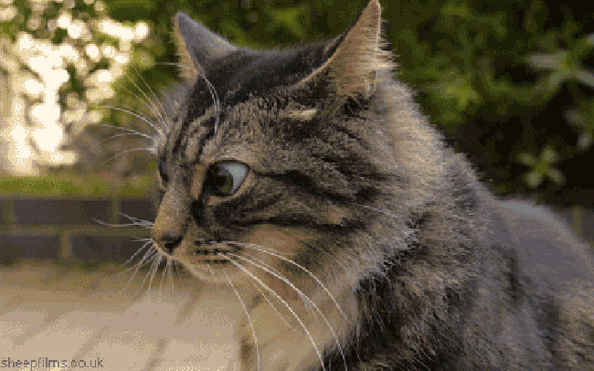 GIF Cat Animated Гиф анимация ржачные приколы с кошками