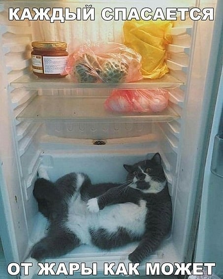 Вашему коту жарко? Засуньте его в холодильник!
