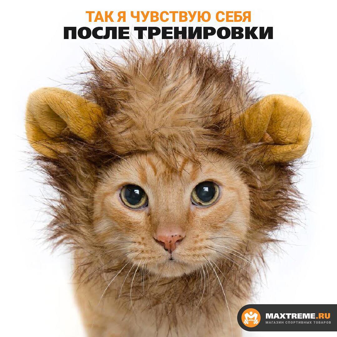 Фото прикол после тренировки котик в наряде льва