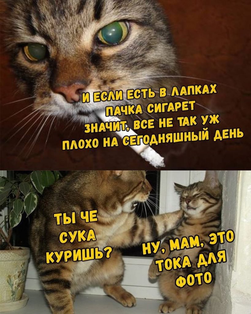 Фото кота с сигаретой в зубах