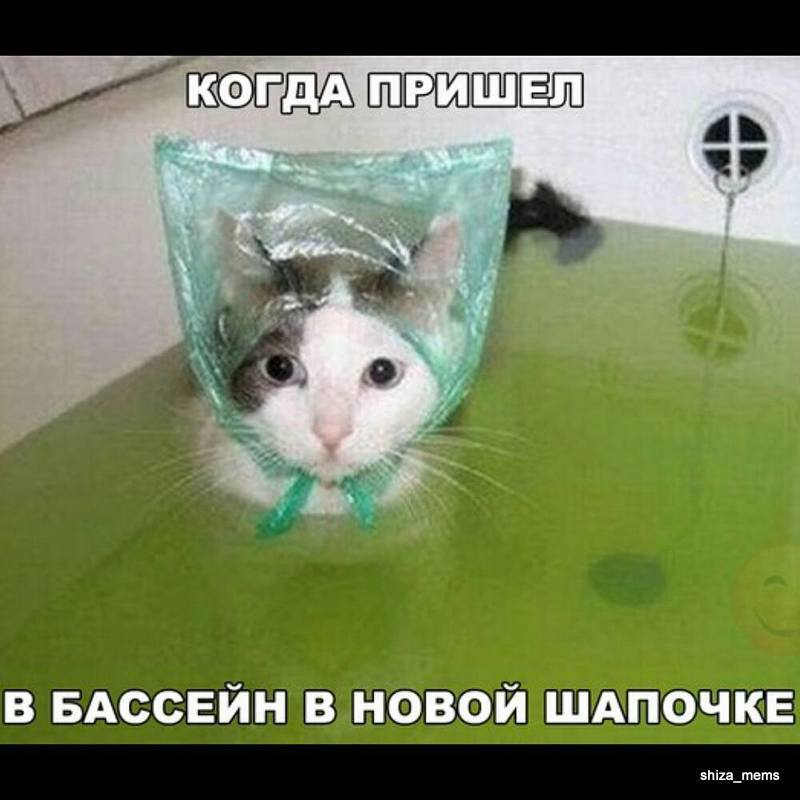 Кот в ванной в шапочке из полиэтилена